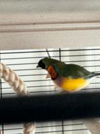 Kanarie en Gouldamadines met binnen voliere, Meerdere dieren