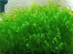 Levermos, Dieren en Toebehoren, Vissen | Aquaria en Toebehoren, Ophalen