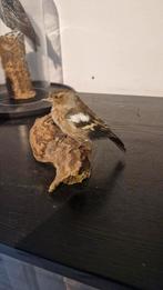 Opgezette vink, Ophalen of Verzenden, Zo goed als nieuw, Vogel, Opgezet dier