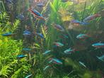 Kardinaal Tetra, Dieren en Toebehoren, Vissen | Aquariumvissen, Vis, Zoetwatervis, Schoolvis