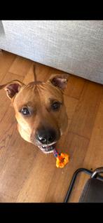 Herplaatsing amerikaanse staffordshire, Dieren en Toebehoren, American Staffordshire Terriër, Eén hond, 3 tot 5 jaar, Nederland