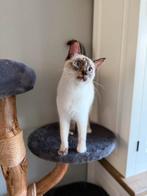Torti point siamees poes 10 maanden, Poes, Gechipt, 0 tot 2 jaar