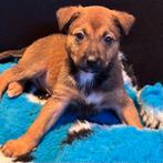 ACE: Aniso is een sociaal heertje, Dieren en Toebehoren, Honden | Niet-rashonden, Particulier, Reu, 8 tot 15 weken, Buitenland