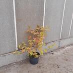 Gelderse roos | Viburnum opulus 'Compactum', Ophalen, Overige soorten, Minder dan 100 cm