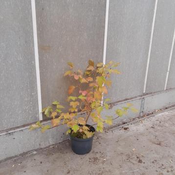 Gelderse roos | Viburnum opulus 'Compactum' beschikbaar voor biedingen