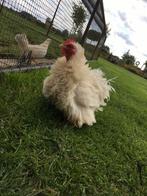 Cochin Kriel Krul Wit Hen, Dieren en Toebehoren, Pluimvee, Vrouwelijk, Kip