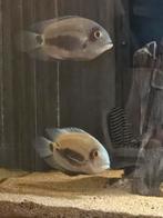 Uaru amphiacanthoides 5 stuks., Dieren en Toebehoren, Vissen | Aquariumvissen, Vis, Zoetwatervis