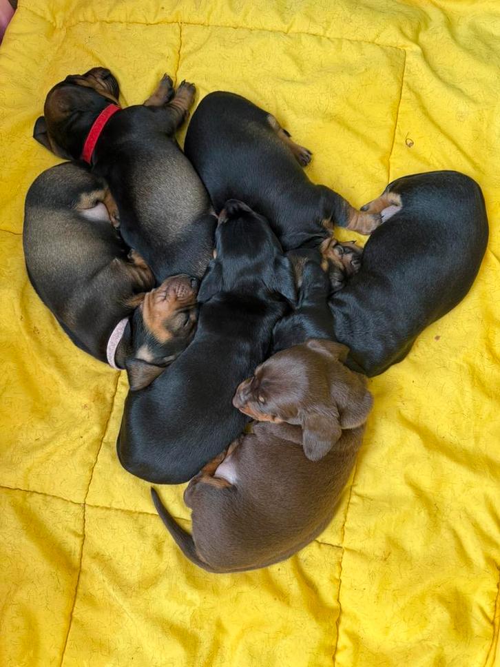 Deze lieverds zoeken een goed huisje, Dieren en Toebehoren, Honden | Teckels en Dashonden, Meerdere dieren, Korthaar, Dwerg, Particulier