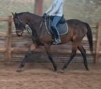 Superbrave 5,5 jr E pony 1,55 mtr(recreatie-manege-sport), Dieren en Toebehoren, Paarden, Merrie, B, Gechipt, 3 tot 6 jaar