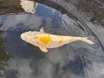 Hariwake mooi wit met geel metalic 38cm, Karper of Koi