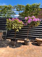 2 rhododendrons op stam, Tuin en Terras, Planten | Bomen, Overige soorten, 100 tot 250 cm, Zomer, Ophalen