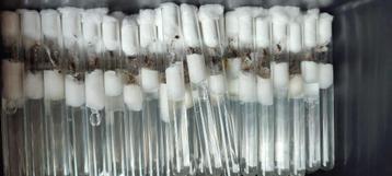  Lasius Niger Koninginnen | Zwarte Wegmier | 10-20 werksters beschikbaar voor biedingen