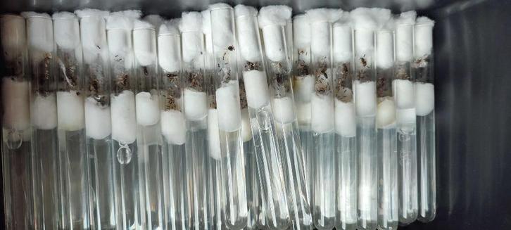 Lasius Niger Koninginnen | Zwarte Wegmier | 10-20 werksters, Dieren en Toebehoren, Insecten en Spinnen, Mieren