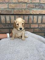 Labradoodle, Rabiës (hondsdolheid), 8 tot 15 weken, Meerdere, Meerdere dieren