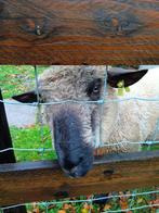 hampshire down ram, Dieren en Toebehoren, Mannelijk, Schaap, 0 tot 2 jaar
