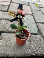 Vetplant, Huis en Inrichting, Kamerplanten, Ophalen, Overige soorten, Minder dan 100 cm