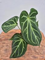 Anthurium Magnificum p12, Huis en Inrichting, Kamerplanten, Ophalen of Verzenden, Halfschaduw, Minder dan 100 cm