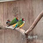 Gouldamadines, Dieren en Toebehoren, Vogels | Overige Vogels, Meerdere dieren