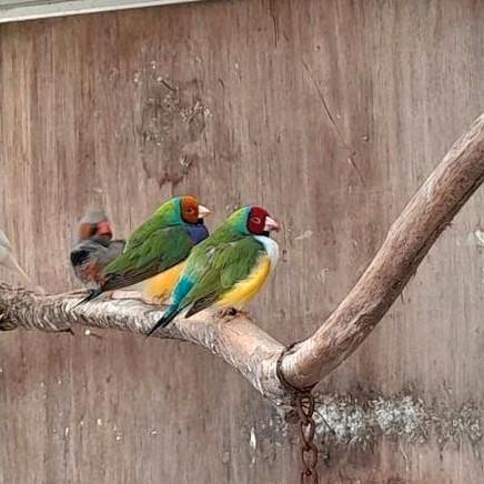 Gouldamadines, Dieren en Toebehoren, Vogels | Overige Vogels, Meerdere dieren