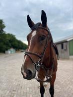Super brave 4 jarige ruin te koop, Dieren en Toebehoren, Paarden, Ruin, 175 cm of meer, Met stamboom, 3 tot 6 jaar