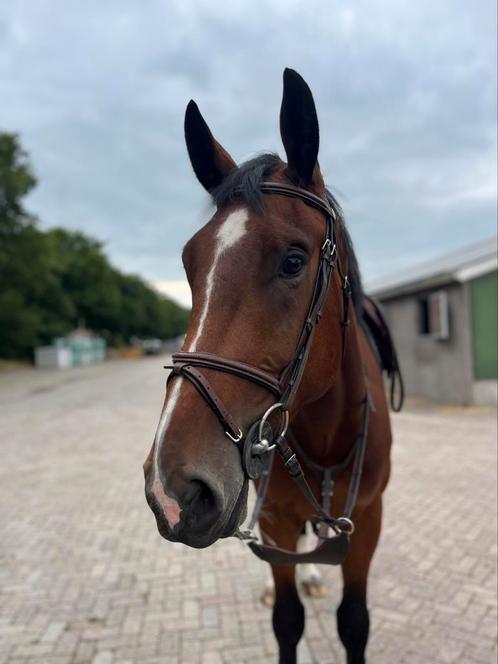 Super brave 4 jarige ruin te koop, Dieren en Toebehoren, Paarden, Ruin, 175 cm of meer, 3 tot 6 jaar, Met stamboom