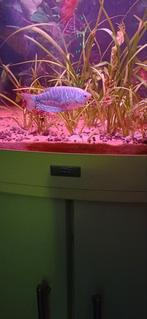 Blauwe gourami, Dieren en Toebehoren, Vissen | Aquariumvissen, Vis