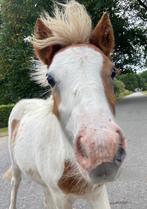 Appaloosa & shetland veulens!, Dieren en Toebehoren, 0 tot 2 jaar, A pony (tot 1.17m), Gechipt, Onbeleerd