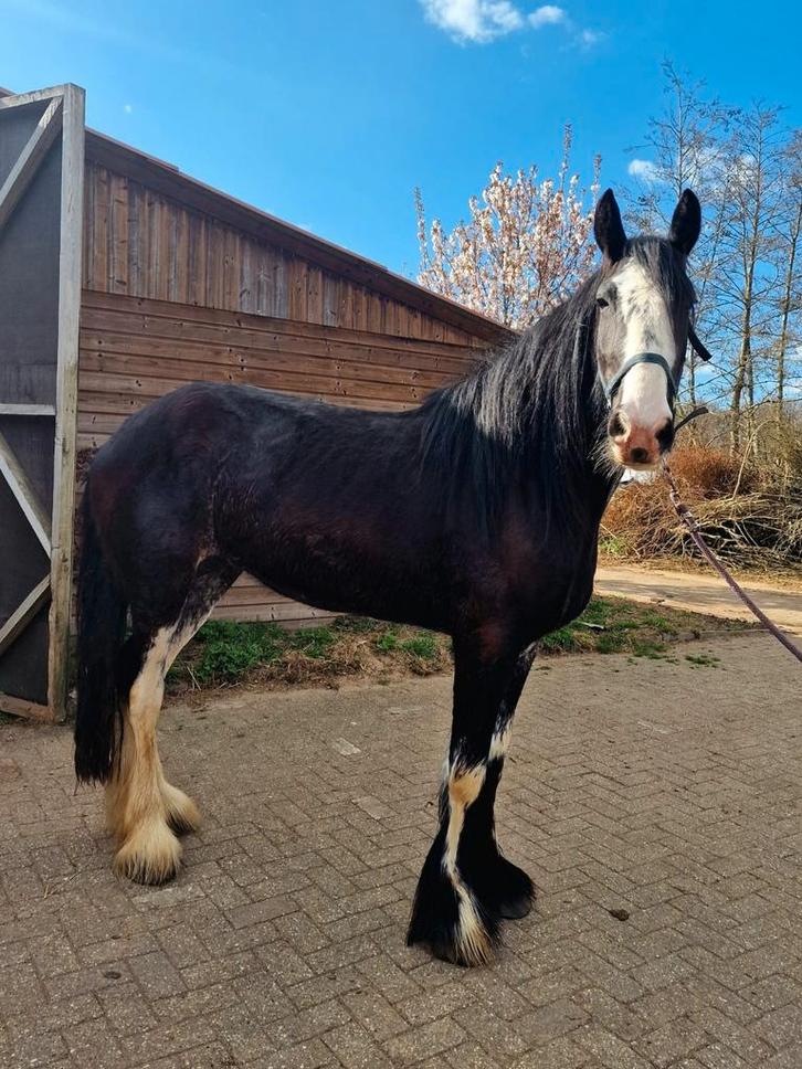 Geweldige shires te koop, Dieren en Toebehoren, Paarden, Meerdere dieren, Onbeleerd, 3 tot 6 jaar, Gechipt