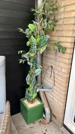 Kunst plant boom, Huis en Inrichting, Woonaccessoires | Kunstplanten en Kunstbloemen, Gebruikt, Ophalen