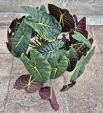 Alocasia Golden Bone XXL p25, Huis en Inrichting, Kamerplanten, Ophalen of Verzenden, Halfschaduw, Minder dan 100 cm