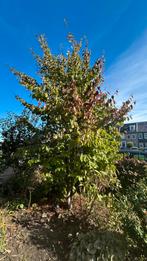 Perzische ijzerhout boom, Tuin en Terras, Planten | Bomen, Ophalen of Verzenden, Halfschaduw, Overige soorten