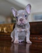 🥰 prachtige, super gave x franse Bulldog pups 🥰, Dieren en Toebehoren, Reu, Bulldog, Meerdere, Nederland