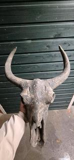 Buffel schedel, 56 cm hoog, Loods 5., Ophalen, Zo goed als nieuw