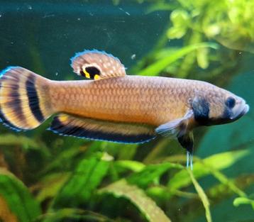 Betta Macrostoma koppels en mannen beschikbaar voor biedingen