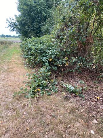 Groenonderhoud & Winterklaar Maken Tuin beschikbaar voor biedingen