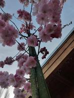 Japanse sierkers boom 'Prunus Accolade' roze/witte bloesem, Tuin en Terras, In pot, Overige soorten, Ophalen of Verzenden
