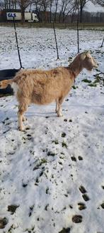 2 toggenburger geiten, Vrouwelijk, Geit