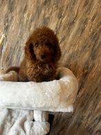 Toy poedel 13 weken, Rabiës (hondsdolheid), Reu, 8 tot 15 weken, Eén hond
