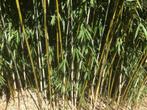 Fargesia Robusta Campbell, niet woekerende bamboe!!!, Ophalen, Bamboe, Haag, 250 cm of meer