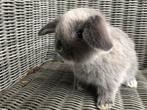 Minilop, nhd, dwerghangoor, babykonijntjes, Dieren en Toebehoren, Konijnen, Meerdere dieren, Dwerg, Hangoor, 0 tot 2 jaar