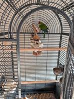 Kakariki met kooi, Mannelijk, Parkiet