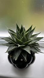 Aristaloe aristata, leuke kamerplant met pot, Ophalen, Halfschaduw, In pot, Minder dan 100 cm
