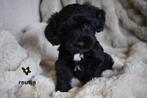 Medium kruising tibetaanse terrier x labradoodle pups., Dieren en Toebehoren, Honden | Chihuahua's en Gezelschapshonden, Nederland