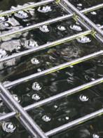 Steur, Dieren en Toebehoren, Steur