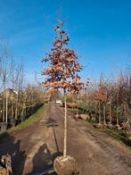 Fagus sylvatica atropurpurea, Rode beuk 12-14 cm hoogstam, In pot, Bloeit niet, Leiboom, Halfschaduw