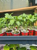 # Plant Aubergine Tomaat KOMKOMMER Paprika Biber aci Tatli