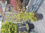 bamboe nigra heeft zwarte stengels in pot van 45 cm ø, Vaste plant, Bloeit niet, Halfschaduw, Ophalen