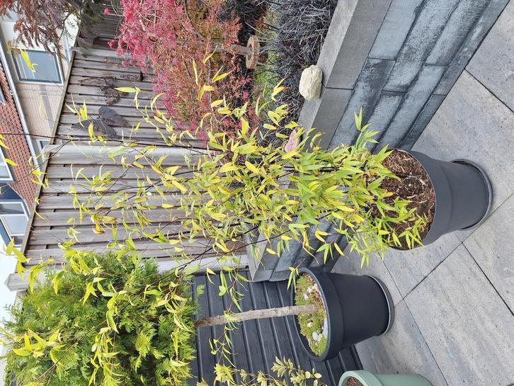 bamboe nigra heeft zwarte stengels in pot van 45 cm ø, Tuin en Terras, Planten | Tuinplanten, Vaste plant, Overige soorten, Halfschaduw