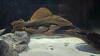 Hypostomus basilisko, Dieren en Toebehoren, Vis