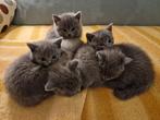 Britse Korthaar DEKKATER (niet te koop!), Dieren en Toebehoren